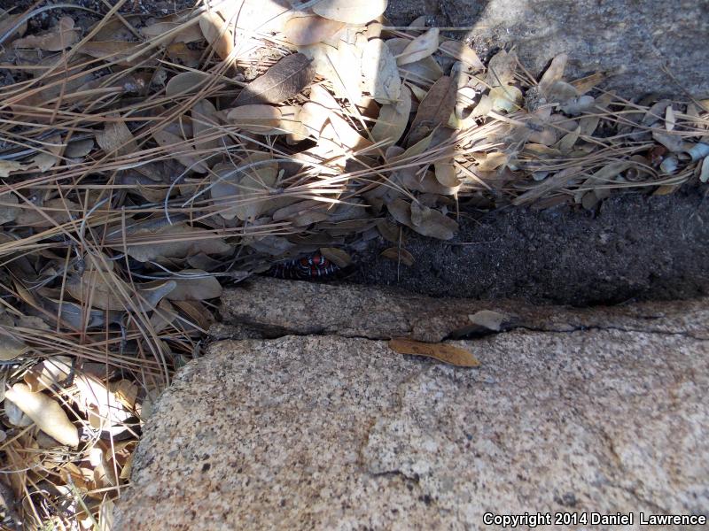 Baja California Mountain Kingsnake (Lampropeltis zonata agalma)