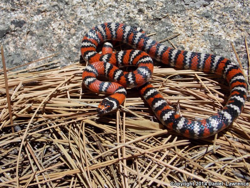 Baja California Mountain Kingsnake (Lampropeltis zonata agalma)