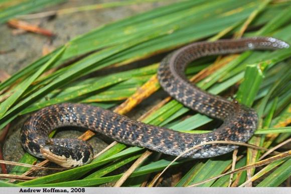 Kirtland's Snake (Clonophis kirtlandii)