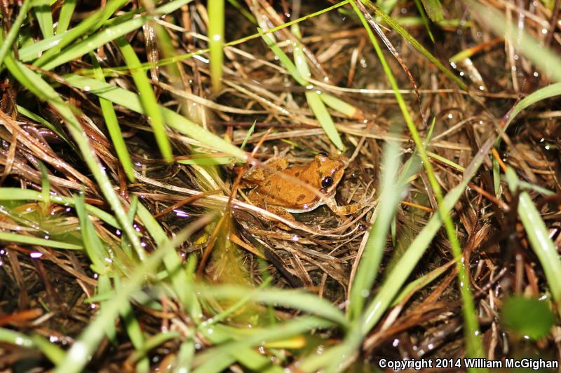 Ornate Chorus Frog (Pseudacris ornata)