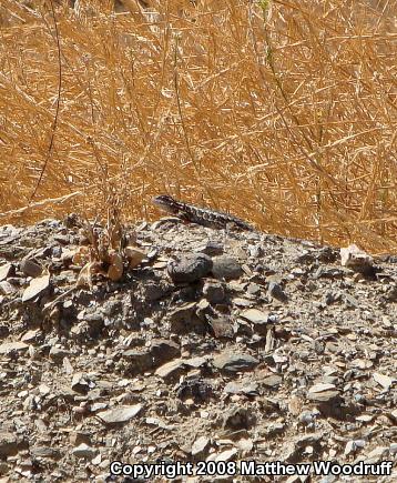 Western Fence Lizard (Sceloporus occidentalis)