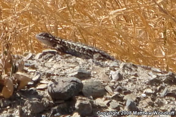 Western Fence Lizard (Sceloporus occidentalis)