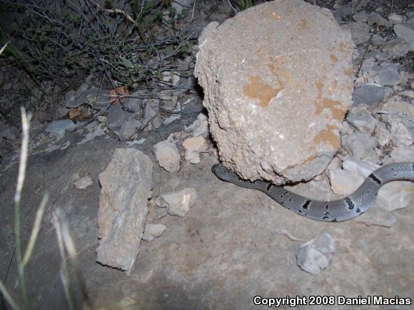 Gray-banded Kingsnake (Lampropeltis alterna)