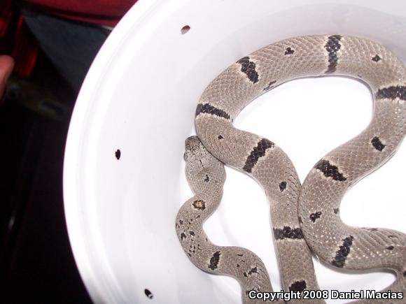 Gray-banded Kingsnake (Lampropeltis alterna)