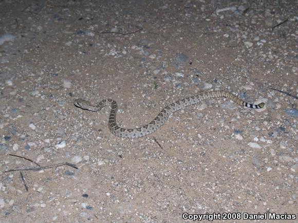 Western Diamond-backed Rattlesnake (Crotalus atrox)