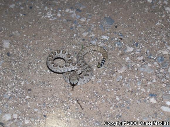 Western Diamond-backed Rattlesnake (Crotalus atrox)