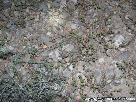 Western Diamond-backed Rattlesnake (Crotalus atrox)