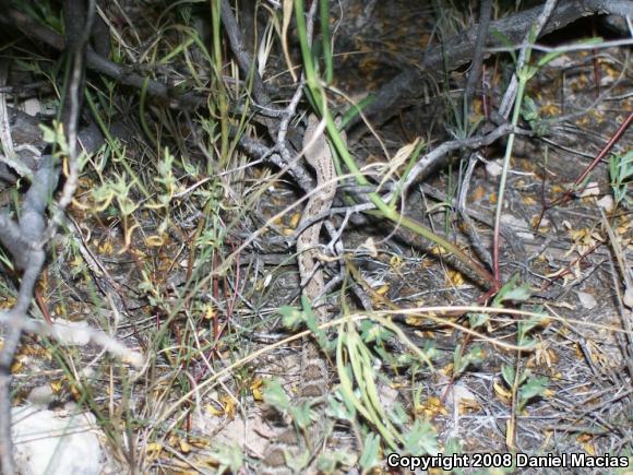 Western Diamond-backed Rattlesnake (Crotalus atrox)