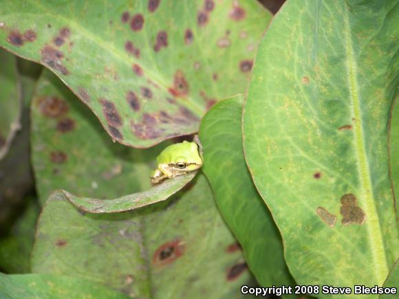 Baja California Treefrog (Pseudacris hypochondriaca)