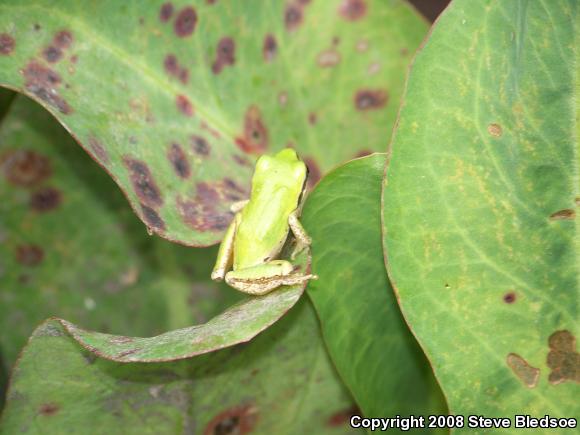 Baja California Treefrog (Pseudacris hypochondriaca)