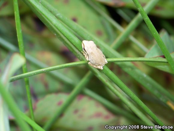 Baja California Treefrog (Pseudacris hypochondriaca)