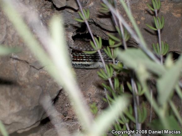 Desert Striped Whipsnake (Coluber taeniatus taeniatus)