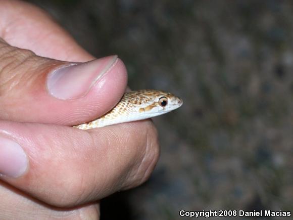 Painted Desert Glossy Snake (Arizona elegans philipi)