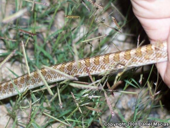 Painted Desert Glossy Snake (Arizona elegans philipi)