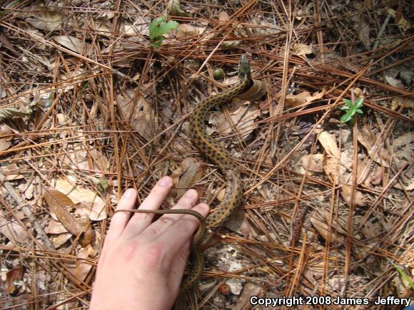 Eastern Gartersnake (Thamnophis sirtalis sirtalis)