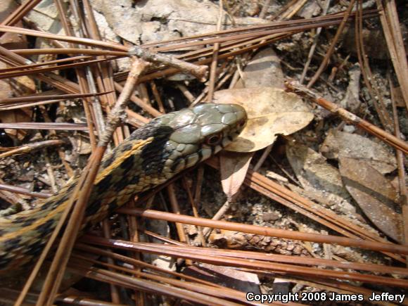 Eastern Gartersnake (Thamnophis sirtalis sirtalis)