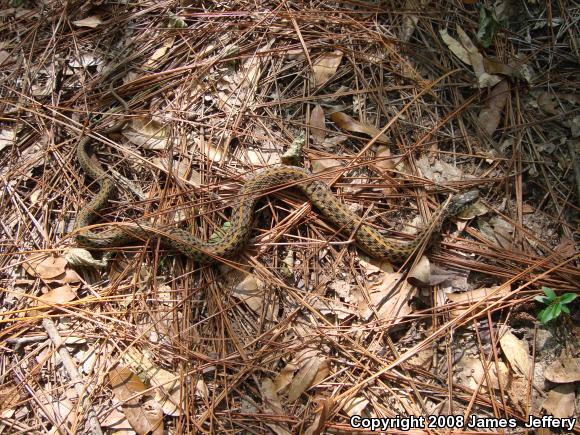 Eastern Gartersnake (Thamnophis sirtalis sirtalis)