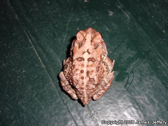 Southern Toad (Anaxyrus terrestris)