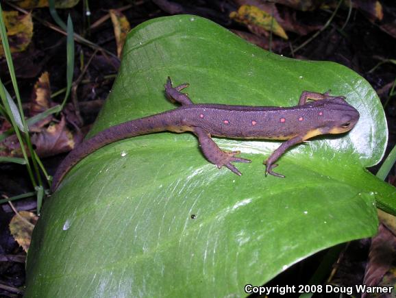 Red-Spotted Newt (Notophthalmus viridescens viridescens)