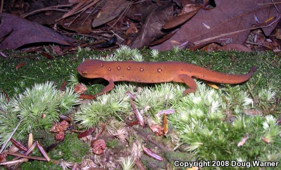 Red-Spotted Newt (Notophthalmus viridescens viridescens)