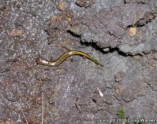 Northern Two-lined Salamander (Eurycea bislineata)