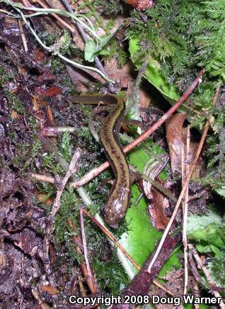 Northern Two-lined Salamander (Eurycea bislineata)