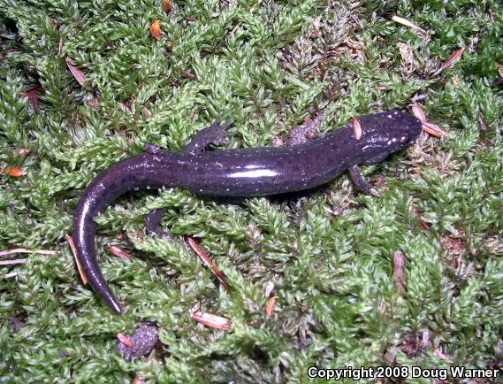 Northern Dusky Salamander (Desmognathus fuscus)