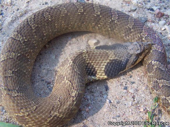 Eastern Hog-nosed Snake (Heterodon platirhinos)