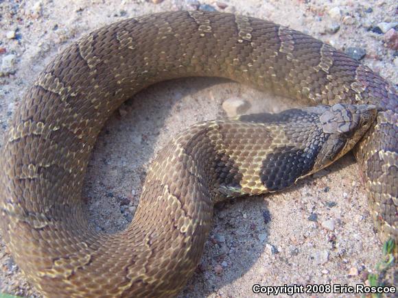 Eastern Hog-nosed Snake (Heterodon platirhinos)