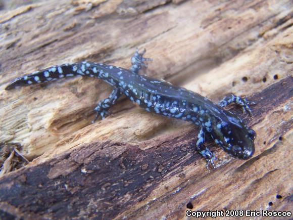 Blue-spotted Salamander (Ambystoma laterale)