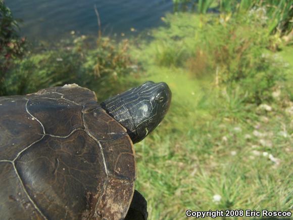 Northern Map Turtle (Graptemys geographica)