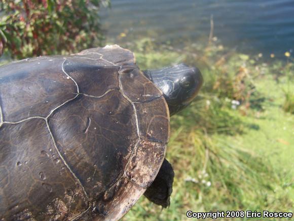 Northern Map Turtle (Graptemys geographica)