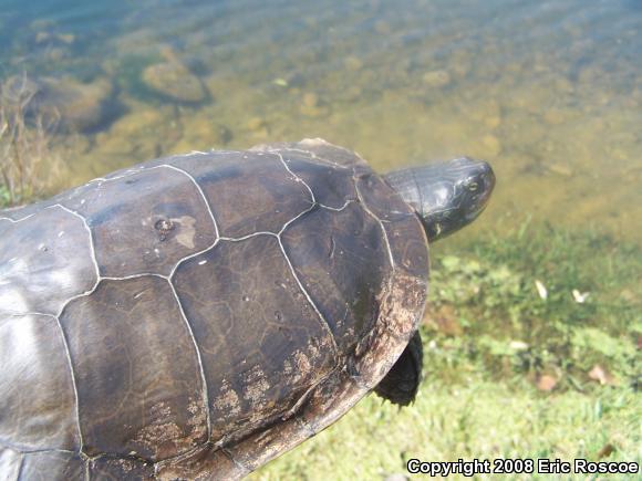 Northern Map Turtle (Graptemys geographica)