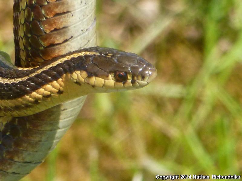 Butler's Gartersnake (Thamnophis butleri)