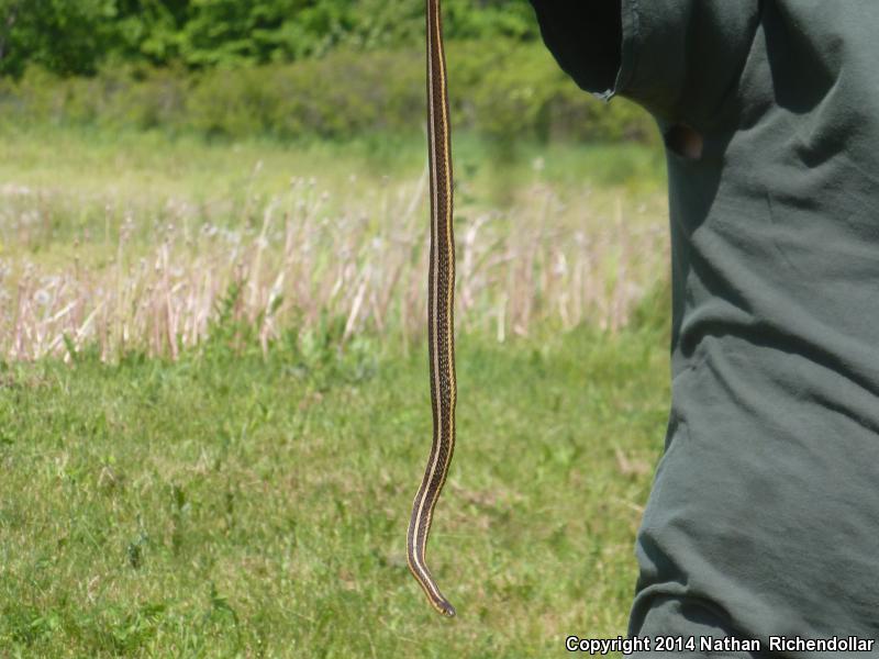 Butler's Gartersnake (Thamnophis butleri)