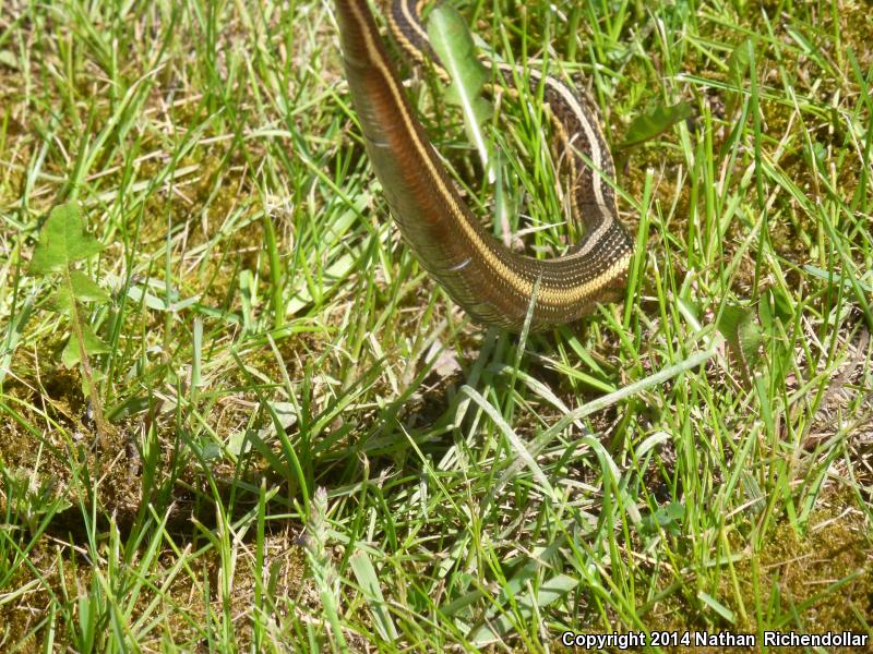 Butler's Gartersnake (Thamnophis butleri)