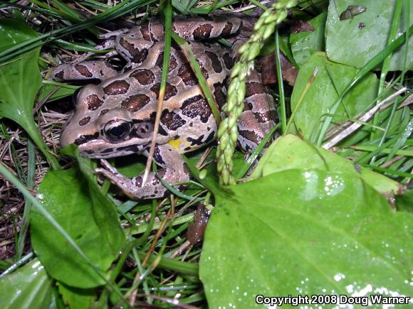 Pickerel Frog (Lithobates palustris)