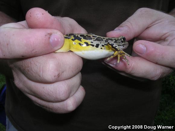 Pickerel Frog (Lithobates palustris)