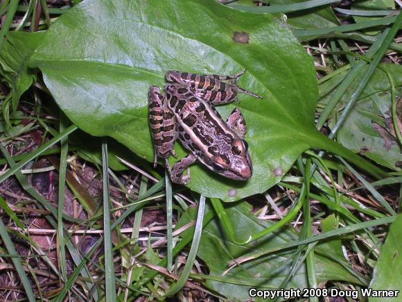 Pickerel Frog (Lithobates palustris)