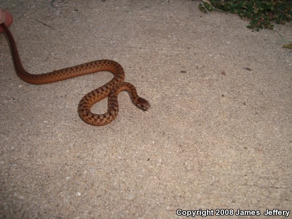 Dekay's Brownsnake (Storeria dekayi)