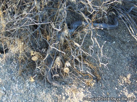 Coastal Rosy Boa (Lichanura trivirgata roseofusca)