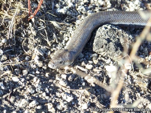 Coastal Rosy Boa (Lichanura trivirgata roseofusca)