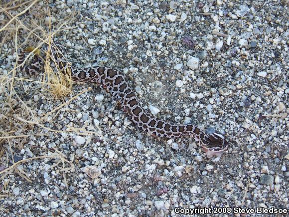 Southern Pacific Rattlesnake (Crotalus oreganus helleri)