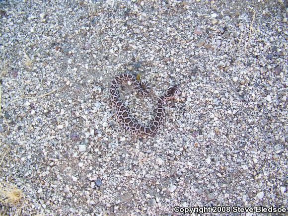 Southern Pacific Rattlesnake (Crotalus oreganus helleri)