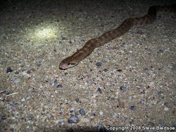 Desert Glossy Snake (Arizona elegans eburnata)