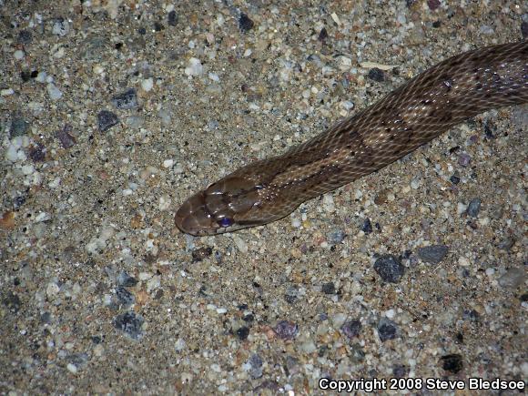 Desert Glossy Snake (Arizona elegans eburnata)