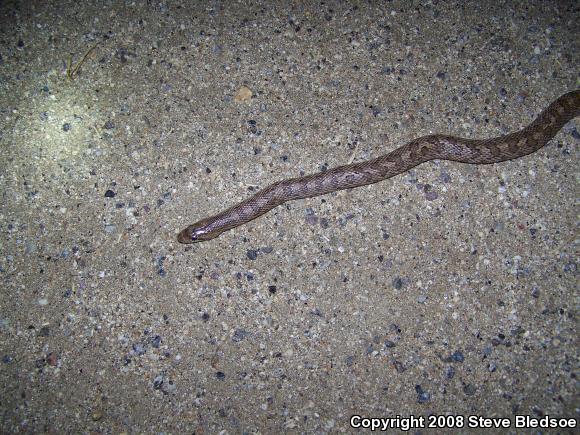 Desert Glossy Snake (Arizona elegans eburnata)
