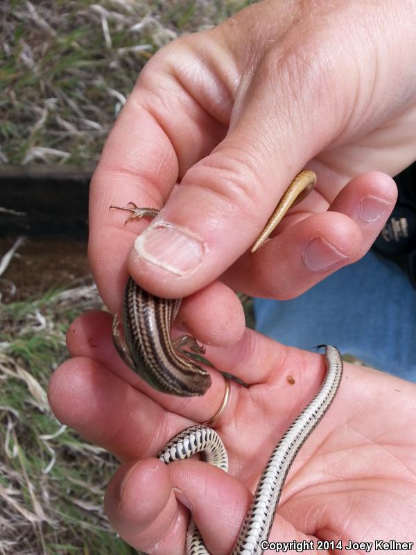 Northern Many-lined Skink (Plestiodon multivirgatus multivirgatus)