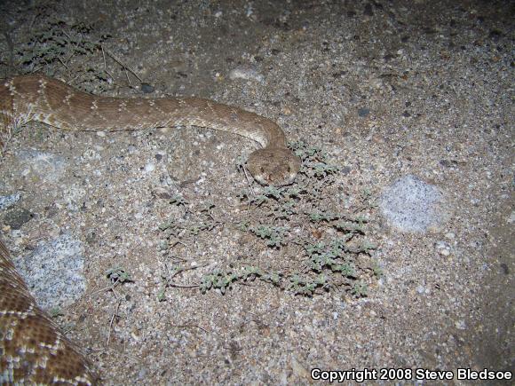 Red Diamond Rattlesnake (Crotalus ruber ruber)