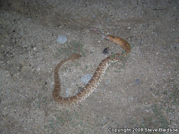 Red Diamond Rattlesnake (Crotalus ruber ruber)